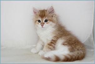 Male Siberian Kitten from Deedlebug Siberians